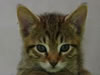 Kater Pups