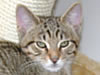 Kater Pups