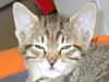 Kater Pups
