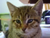 Kater Pups