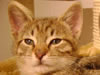Kater Pups
