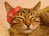 Kater Pups