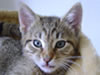 Kater Pups