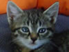 Katze Stinki