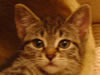 Katze Stinki
