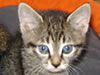 Katze Stinki