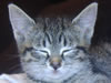 Katze Stinki
