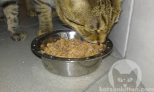Katze frisst hochwertiges Nassfutter