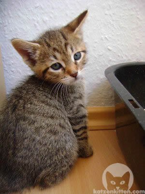 Kleines Kätzchen vor einem Katzenklo mit hohem Rand