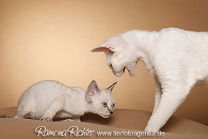 Devon Rex Katze