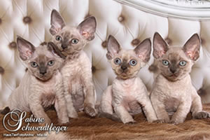 Devon Rex Katze