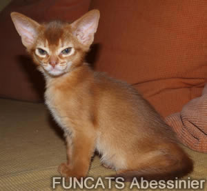 Abyssinian katze Auto Sonnenschutz, Abyssinian katze