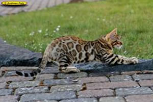 Bengalkatze