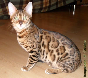 Bengalkatze