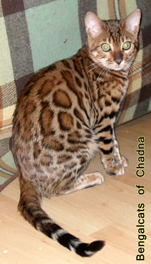 Bengal Katzen Eigenschaften