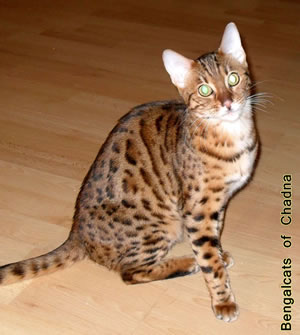 Bengalkatze