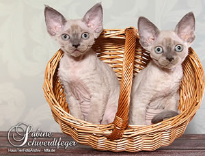 Devon Rex Katze