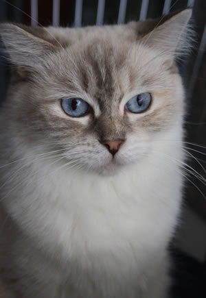 Ragdoll Katze