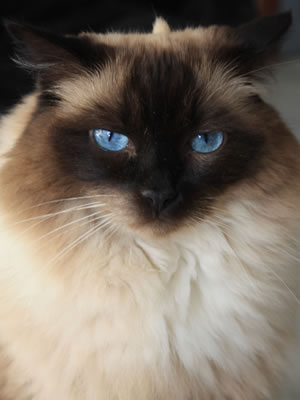 Ragdoll Katze