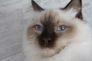 Ragdoll Katze