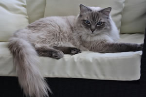 Ragdoll Katze