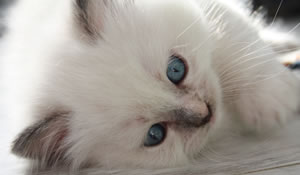 Ragdoll Katze