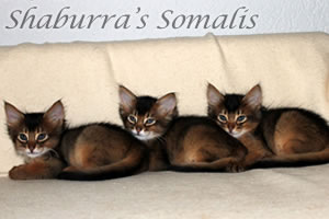 Somalikatze