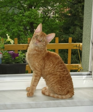 Ural Rex Katze