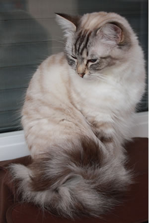 Ragdoll Katze